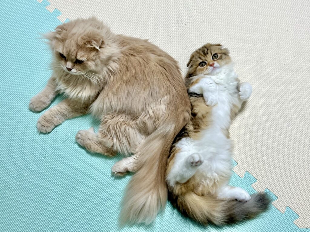 床に寝転んでリラックスしている猫たち。考えるのをやめて休むイメージ