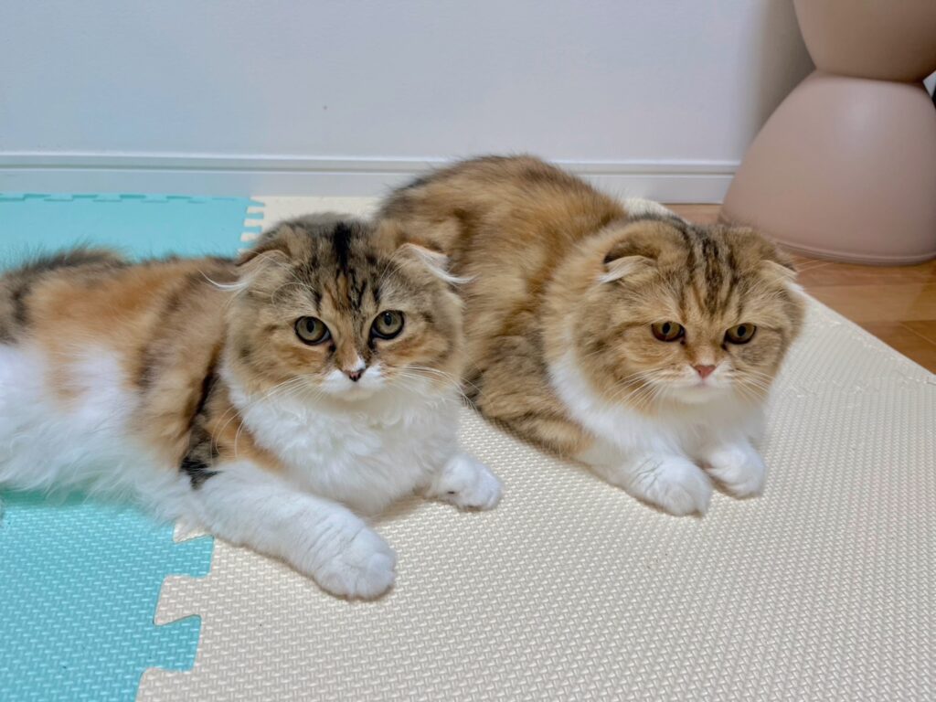 並んでくつろぐ2匹の猫。記事を読み終えたあと、少し気持ちを休めるための写真